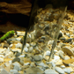 🐠 50 % DE RÉDUCTION EN CE MOMENT !🧹 Nettoyeur de gravier électrique pour aquarium