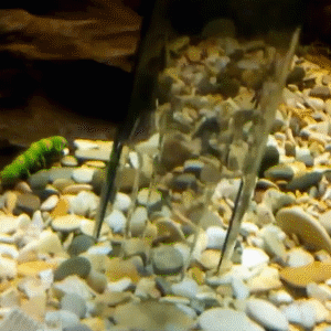 🐠 50 % DE RÉDUCTION EN CE MOMENT !🧹 Nettoyeur de gravier électrique pour aquarium