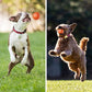 🎁 50% DE RÉDUCTION ! 🐶 Balle automatique intelligente pour chien – Incassable, se déplace toute seule🦴✨