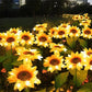 🌻 50% DE RÉDUCTION ! ☀️ Lampes Solaires Tournesol Étanches – Pétales Réalistes, IP65 & Allumage Automatique🌿✨🏡