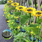 🌻 50% DE RÉDUCTION ! ☀️ Lampes Solaires Tournesol Étanches – Pétales Réalistes, IP65 & Allumage Automatique🌿✨🏡
